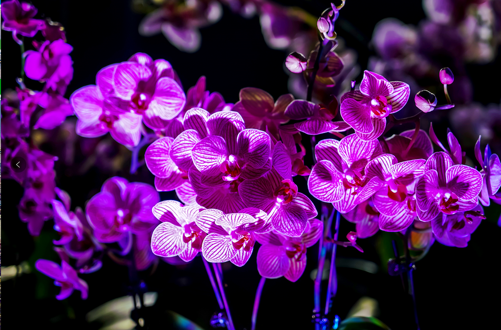 三亚旅游文化发展集团有限公司