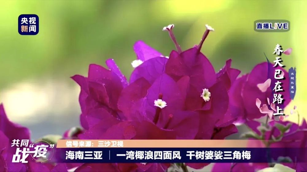 三亚旅游文化发展集团有限公司