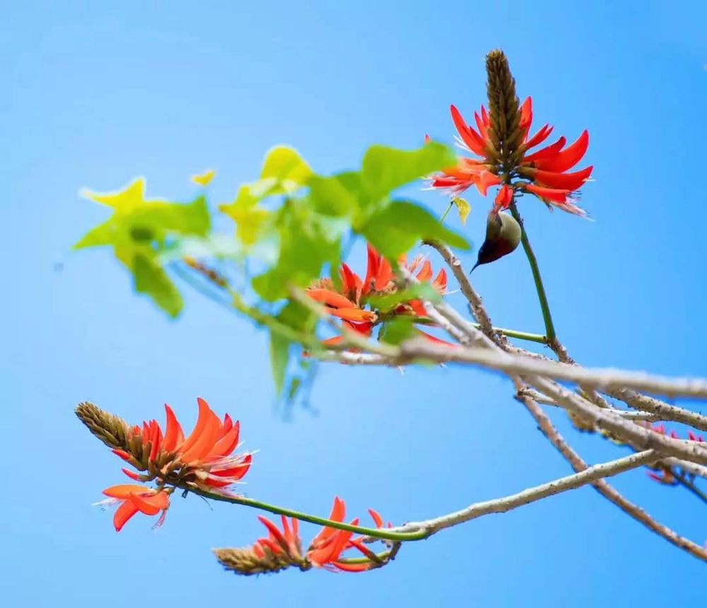 三亚旅游文化发展集团有限公司 三亚旅游文化发展集团有限公司