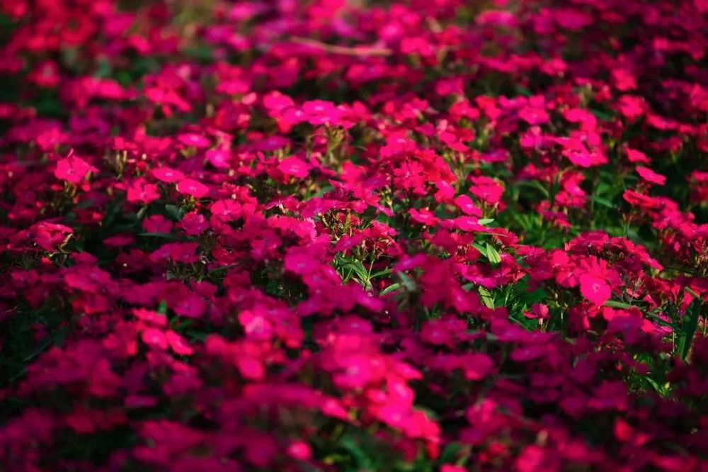 三亚旅游文化发展集团有限公司 三亚旅游文化发展集团有限公司