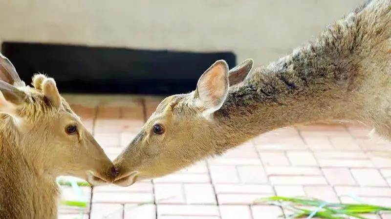 三亚旅游文化发展集团有限公司 三亚旅游文化发展集团有限公司