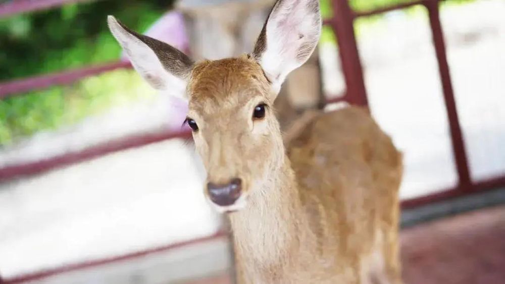 三亚旅游文化发展集团有限公司 三亚旅游文化发展集团有限公司