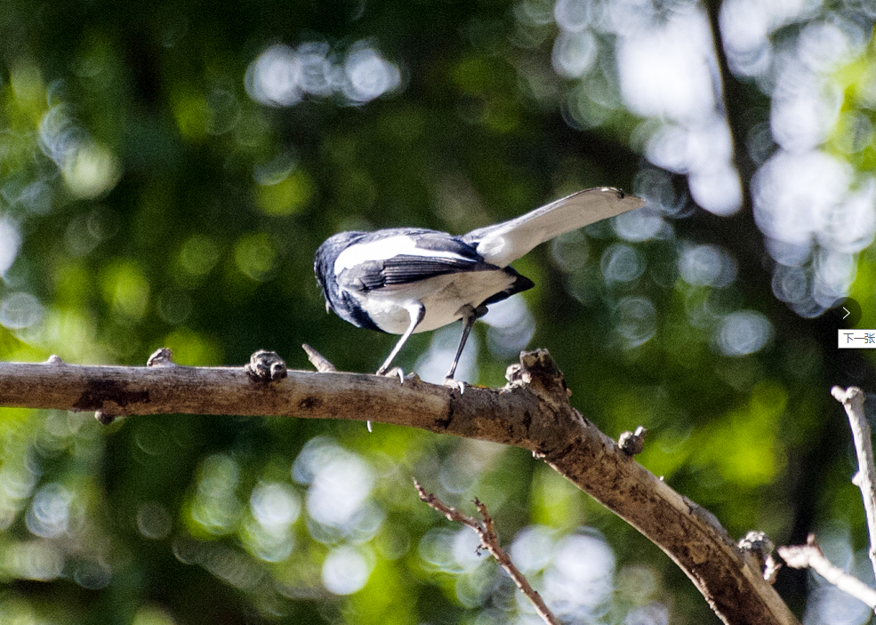 三亚旅游文化发展集团有限公司 三亚旅游文化发展集团有限公司