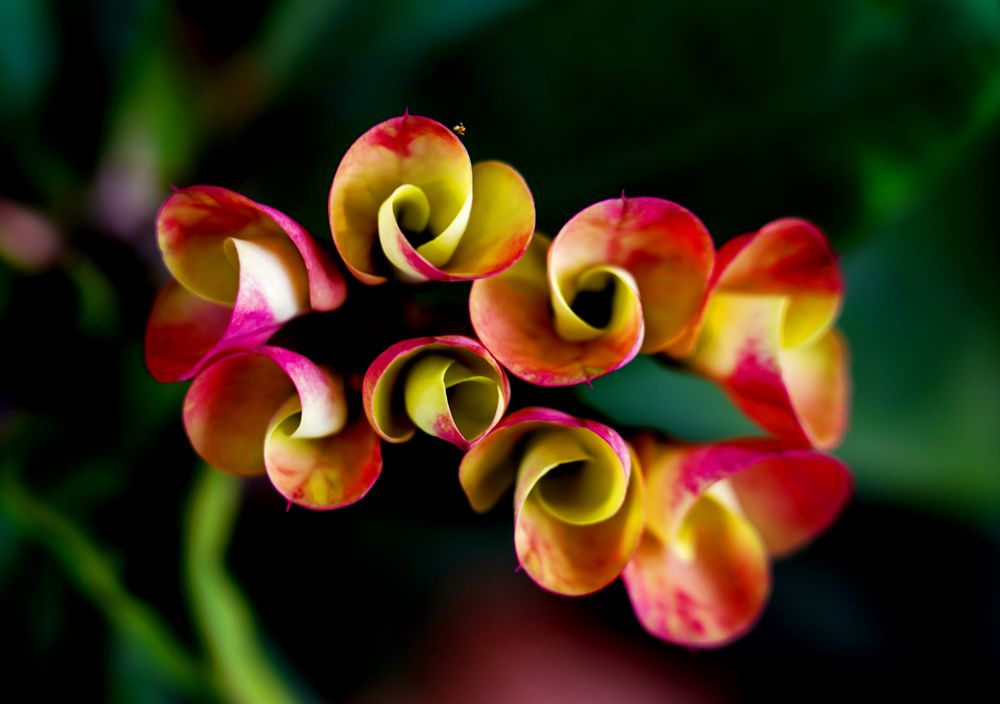 三亚旅游文化发展集团有限公司 三亚旅游文化发展集团有限公司