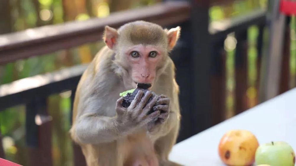 三亚旅游文化发展集团有限公司 三亚旅游文化发展集团有限公司
