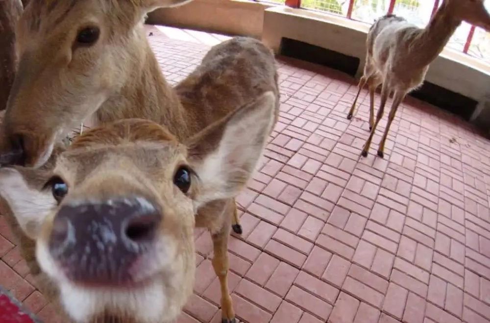 三亚旅游文化发展集团有限公司 三亚旅游文化发展集团有限公司