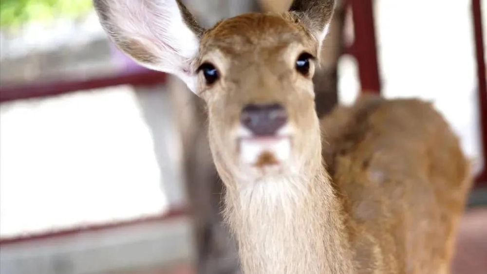 三亚旅游文化发展集团有限公司