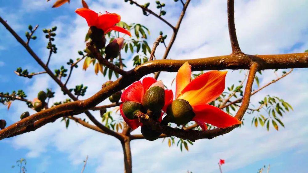 三亚旅游文化发展集团有限公司