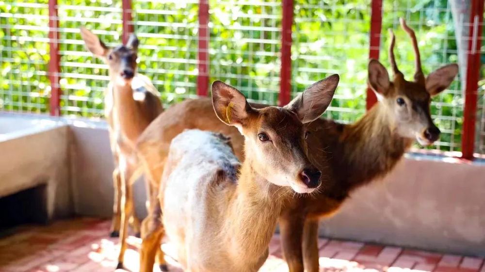 三亚旅游文化发展集团有限公司