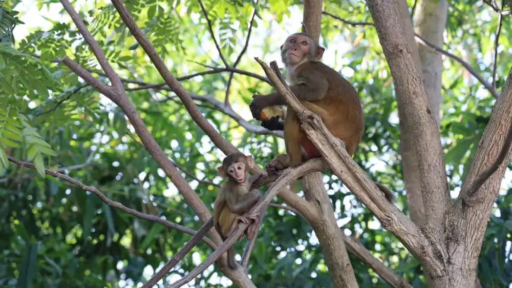 三亚旅游文化发展集团有限公司