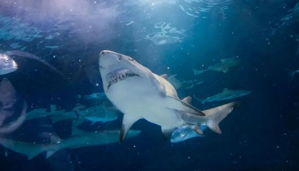 三亚旅游文化发展集团有限公司 三亚旅游文化发展集团有限公司