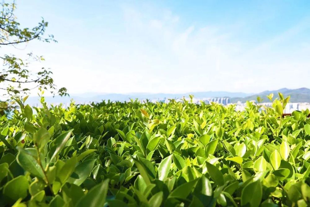 三亚旅游文化发展集团有限公司