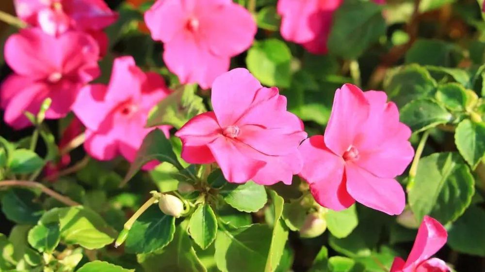 三亚旅游文化发展集团有限公司