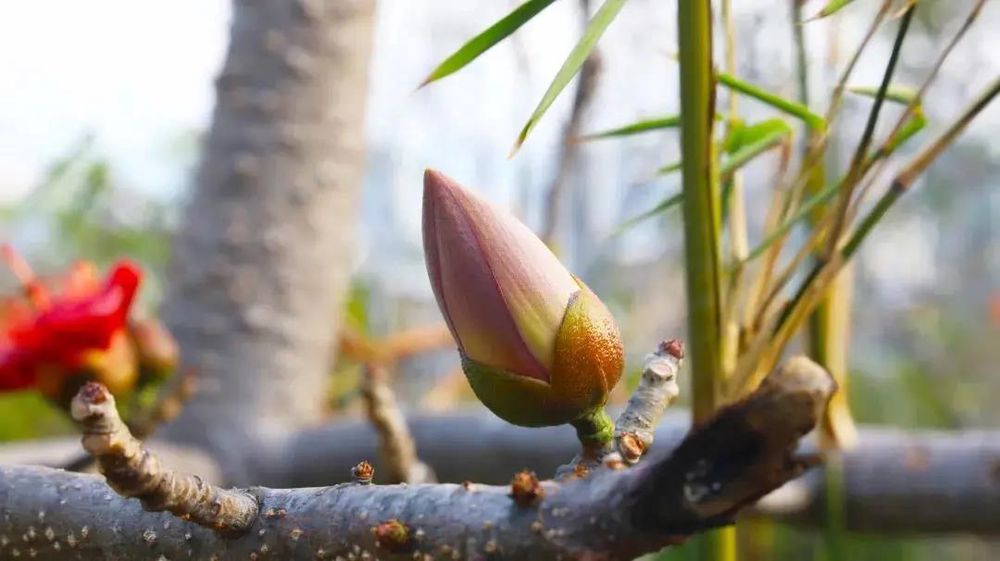 三亚旅游文化发展集团有限公司