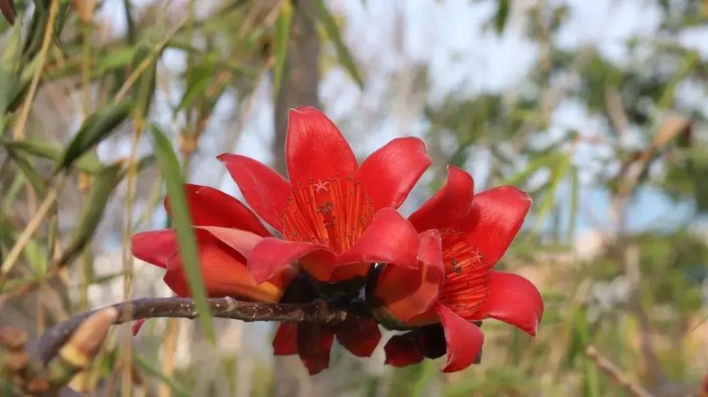 三亚旅游文化发展集团有限公司