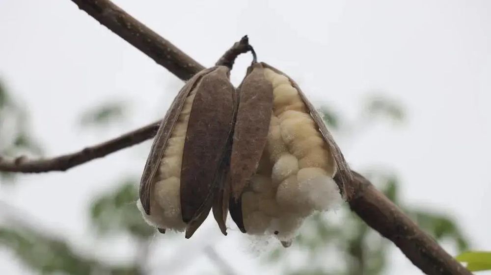 三亚旅游文化发展集团有限公司