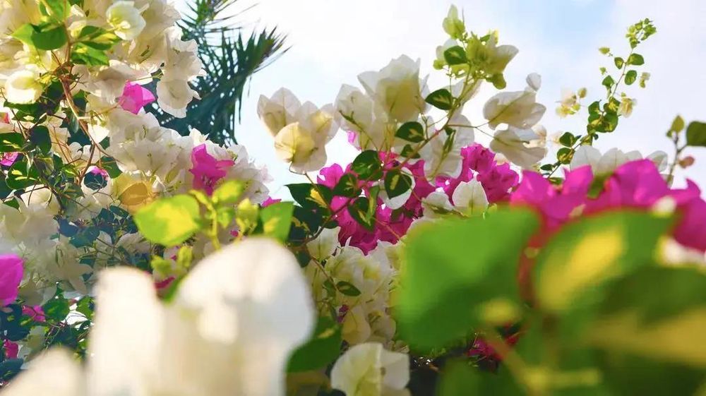 三亚旅游文化发展集团有限公司