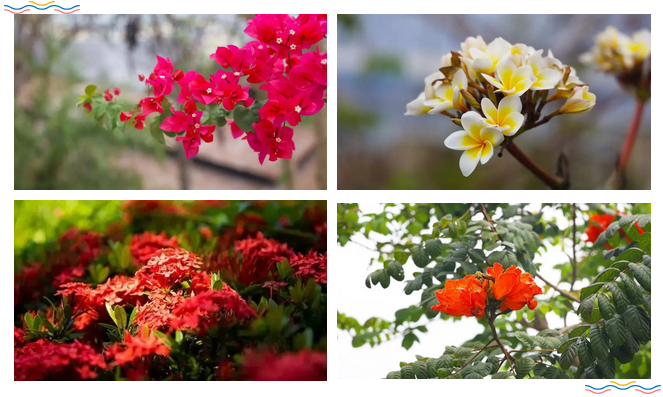 三亚旅游文化发展集团有限公司