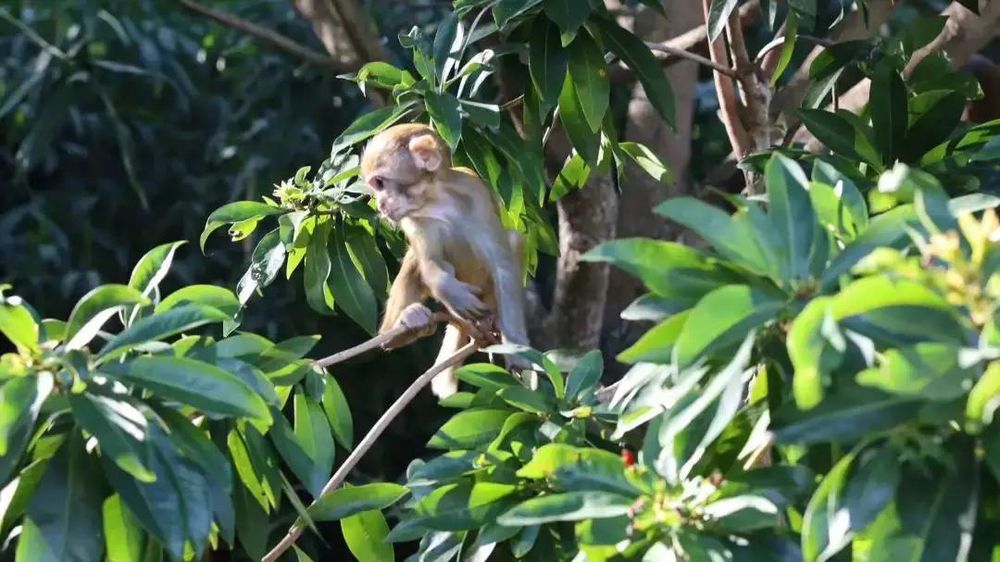 三亚旅游文化发展集团有限公司 三亚旅游文化发展集团有限公司
