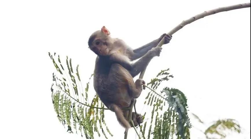 三亚旅游文化发展集团有限公司 三亚旅游文化发展集团有限公司