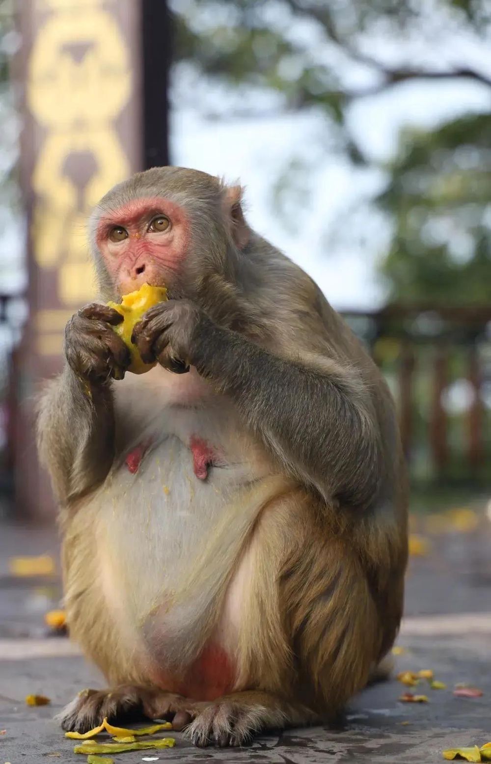 三亚旅游文化发展集团有限公司 三亚旅游文化发展集团有限公司