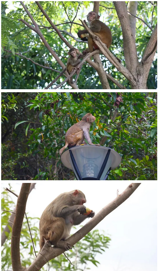 三亚旅游文化发展集团有限公司 三亚旅游文化发展集团有限公司