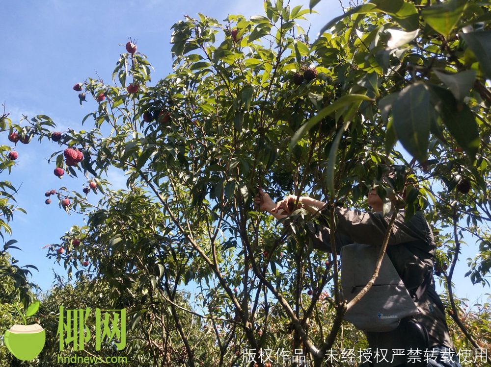 三亚旅游文化发展集团有限公司