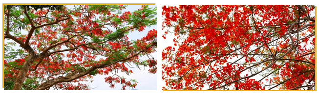 三亚旅游文化发展集团有限公司 三亚旅游文化发展集团有限公司