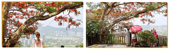 三亚旅游文化发展集团有限公司 三亚旅游文化发展集团有限公司