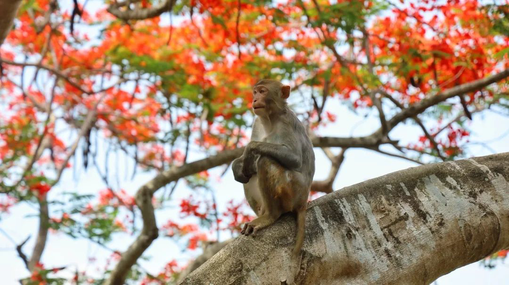三亚旅游文化发展集团有限公司 三亚旅游文化发展集团有限公司