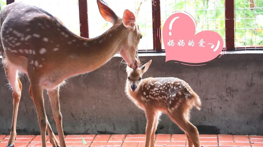 三亚旅游文化发展集团有限公司 三亚旅游文化发展集团有限公司