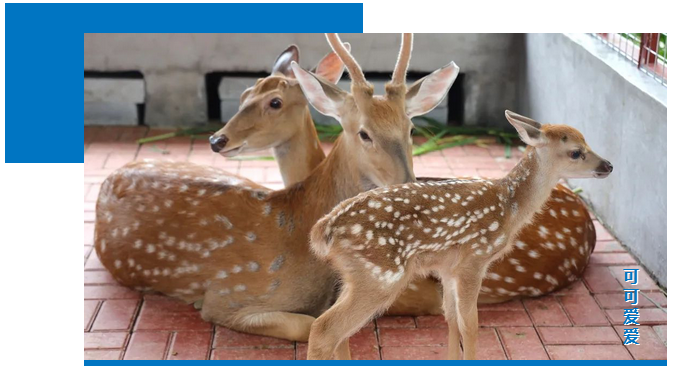 三亚旅游文化发展集团有限公司 三亚旅游文化发展集团有限公司