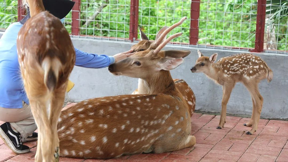 三亚旅游文化发展集团有限公司 三亚旅游文化发展集团有限公司