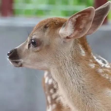 三亚旅游文化发展集团有限公司