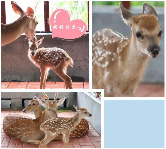 三亚旅游文化发展集团有限公司 三亚旅游文化发展集团有限公司