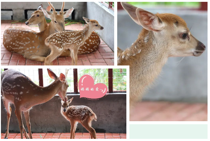 三亚旅游文化发展集团有限公司