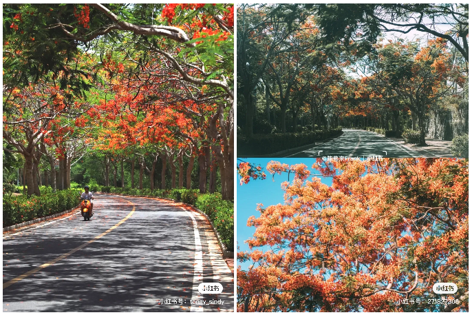 三亚旅游文化发展集团有限公司