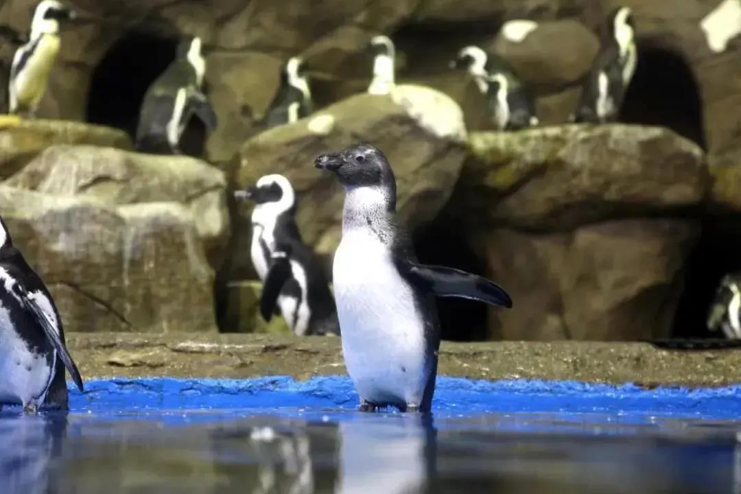 三亚旅游文化发展集团有限公司 三亚旅游文化发展集团有限公司