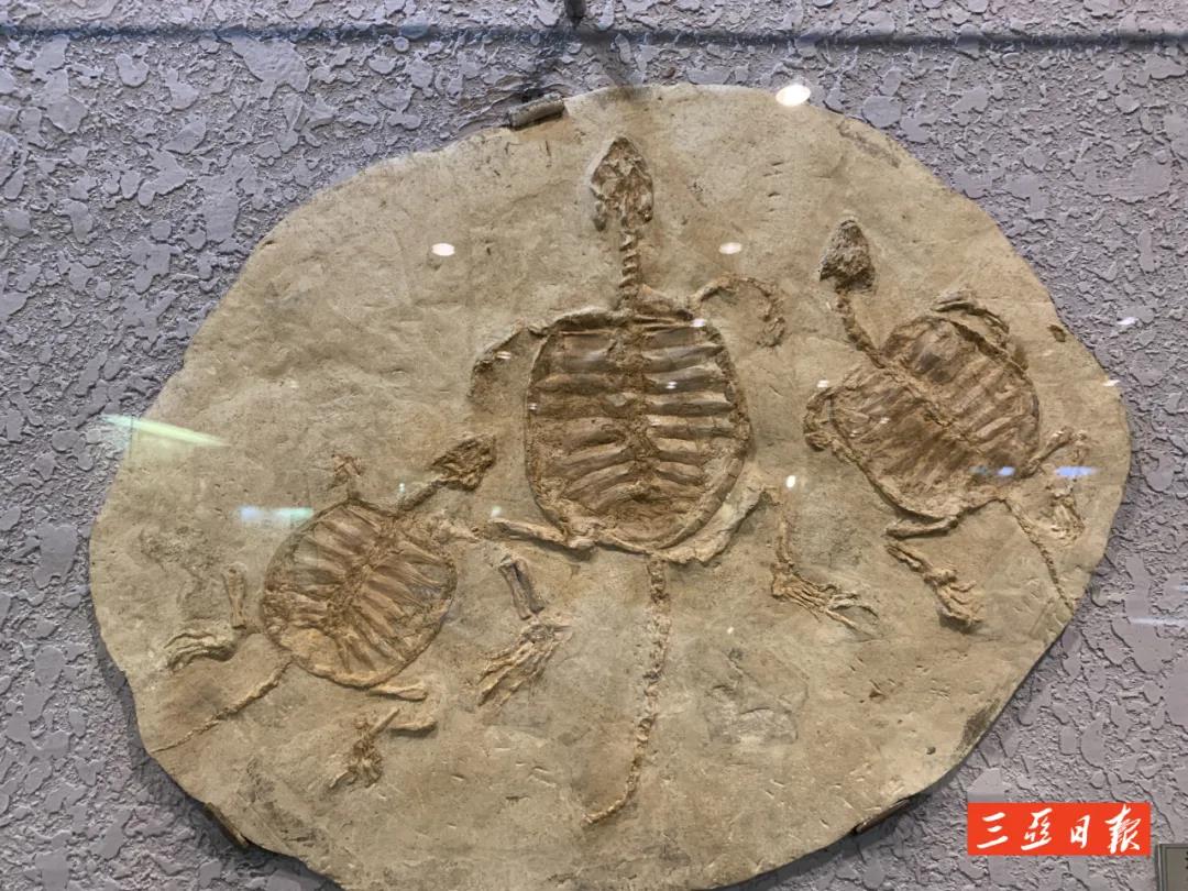 三亚旅游文化发展集团有限公司 三亚旅游文化发展集团有限公司