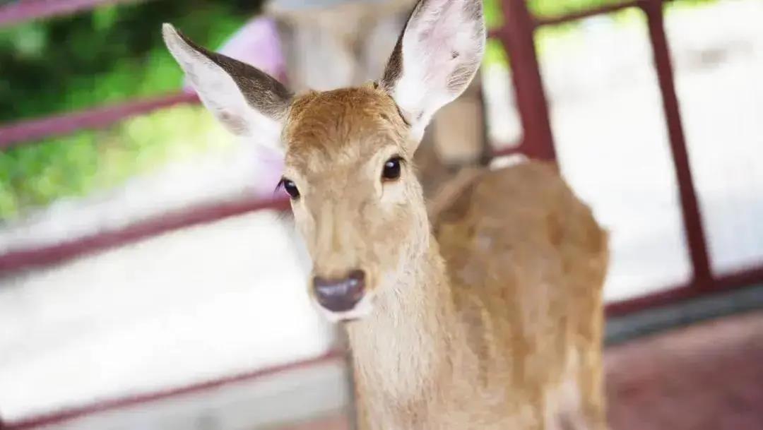 三亚旅游文化发展集团有限公司 三亚旅游文化发展集团有限公司