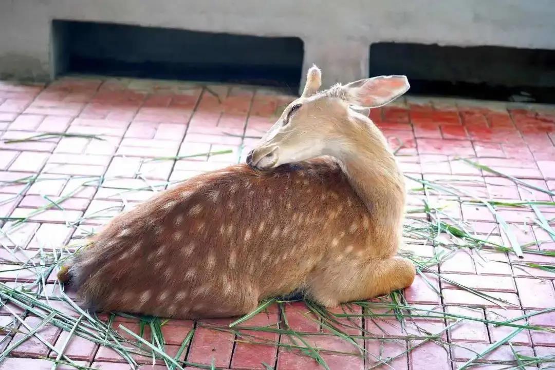 三亚旅游文化发展集团有限公司 三亚旅游文化发展集团有限公司