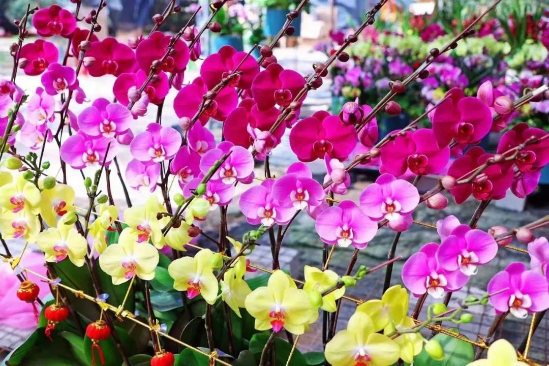 三亚旅游文化发展集团有限公司