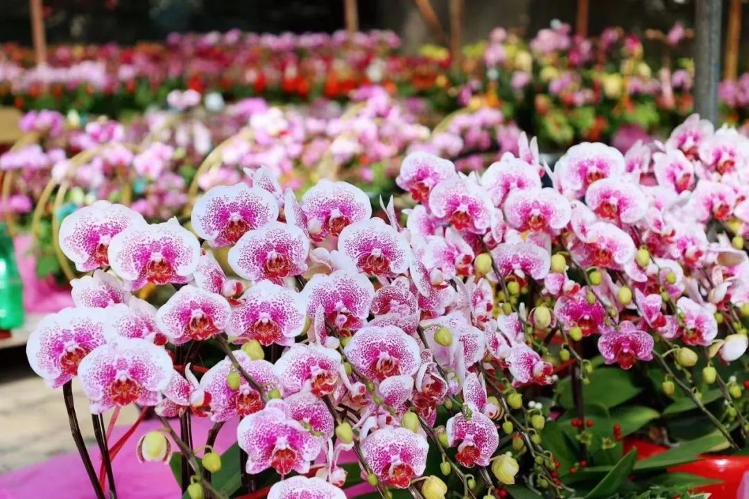 三亚旅游文化发展集团有限公司