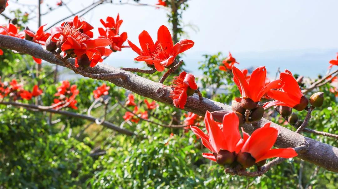 三亚旅游文化发展集团有限公司 三亚旅游文化发展集团有限公司