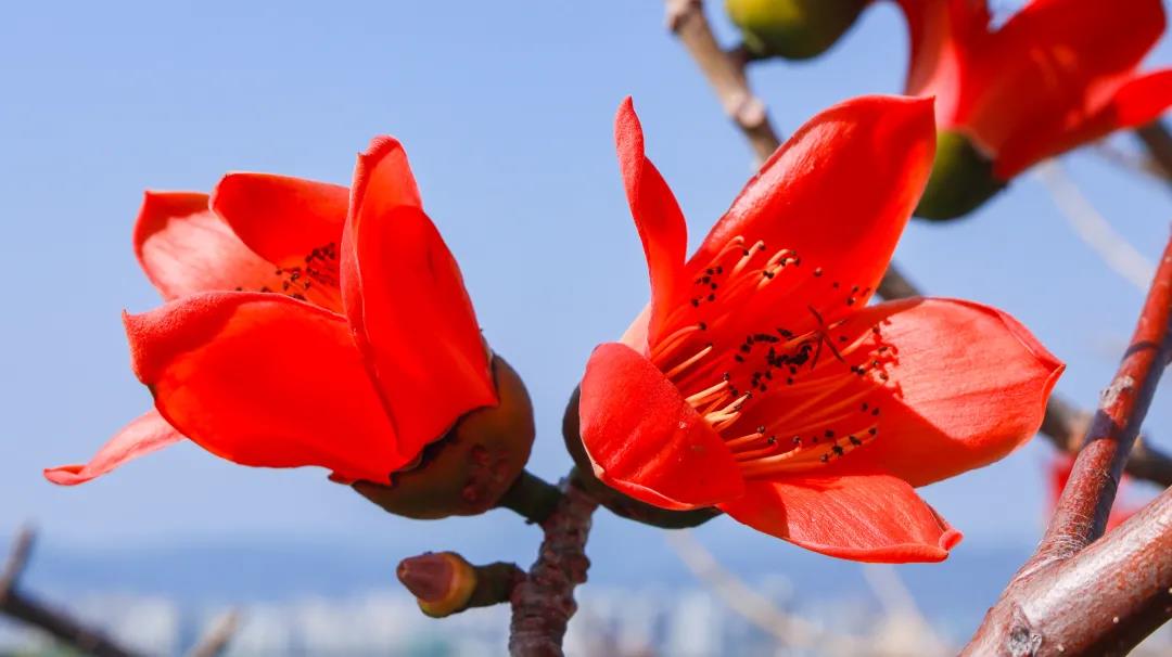 三亚旅游文化发展集团有限公司 三亚旅游文化发展集团有限公司