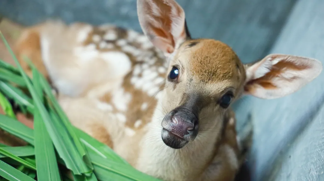 三亚旅游文化发展集团有限公司