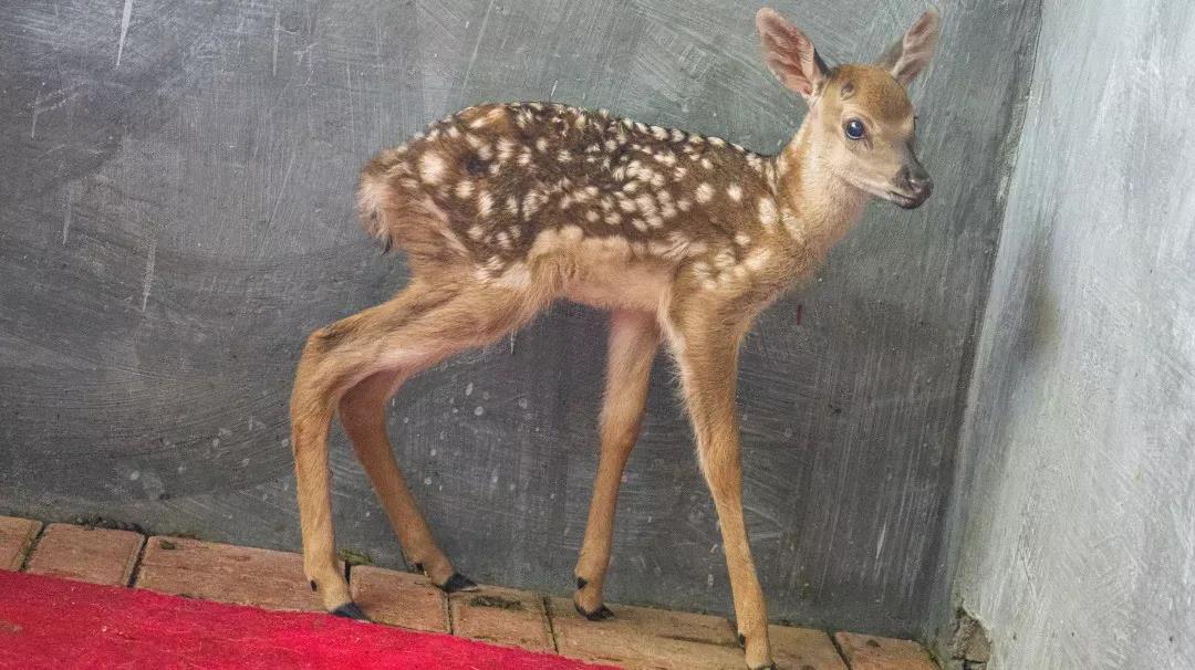 三亚旅游文化发展集团有限公司