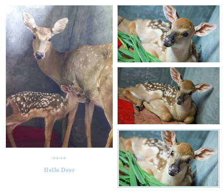 三亚旅游文化发展集团有限公司