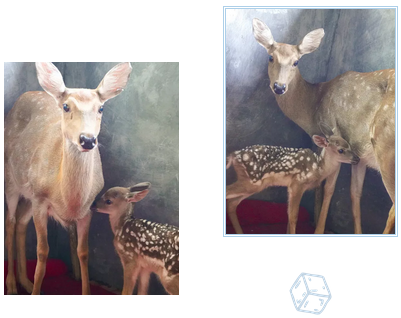 三亚旅游文化发展集团有限公司