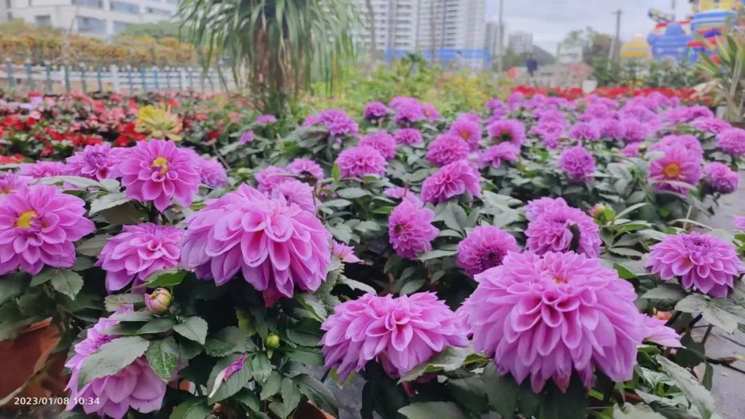 三亚旅游文化发展集团有限公司 三亚旅游文化发展集团有限公司